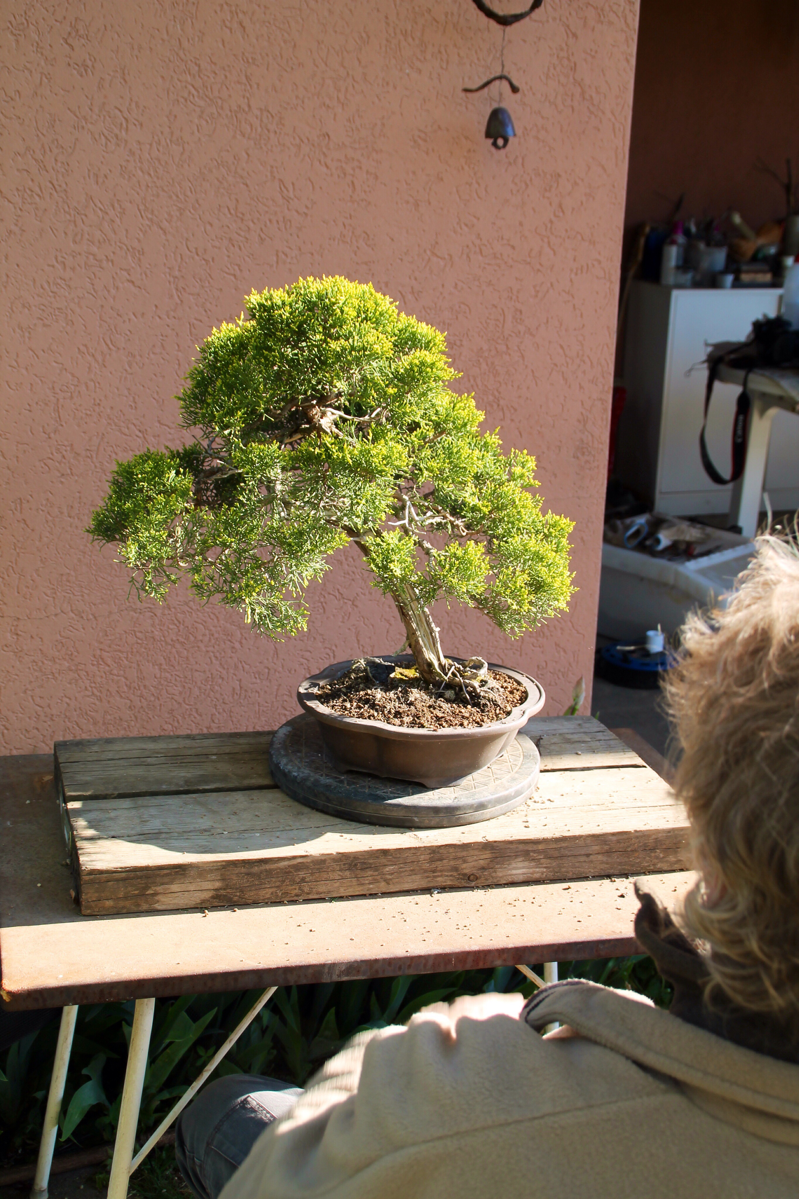 attrezzi bonsai – Paolo69sa's Blog